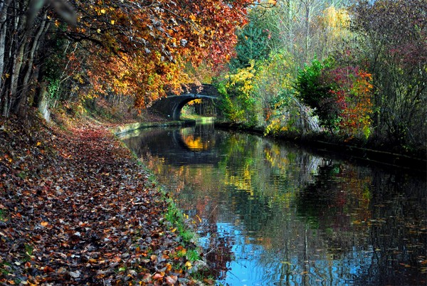 Leafy Walk
