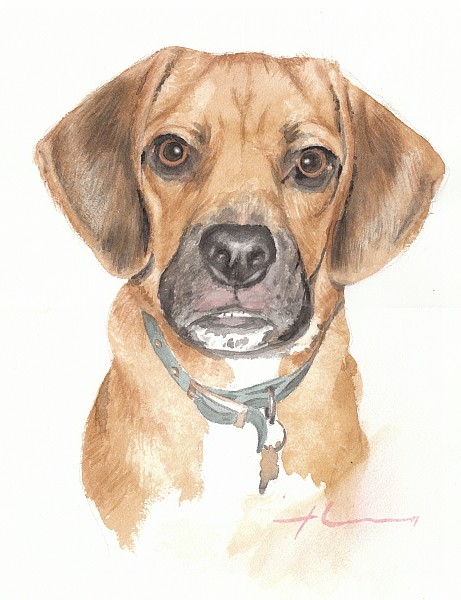 rapt dog watercolor painting