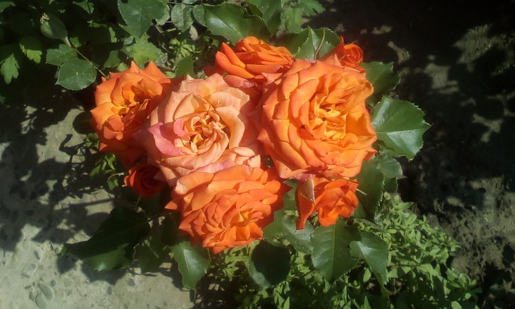 Orange roses