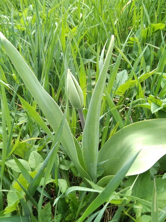 Tulip bud