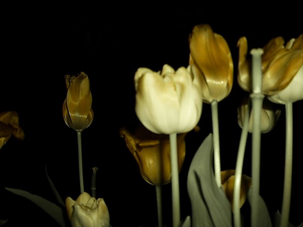 Sepia Tulips