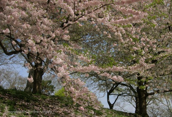Dogwood in Bloom