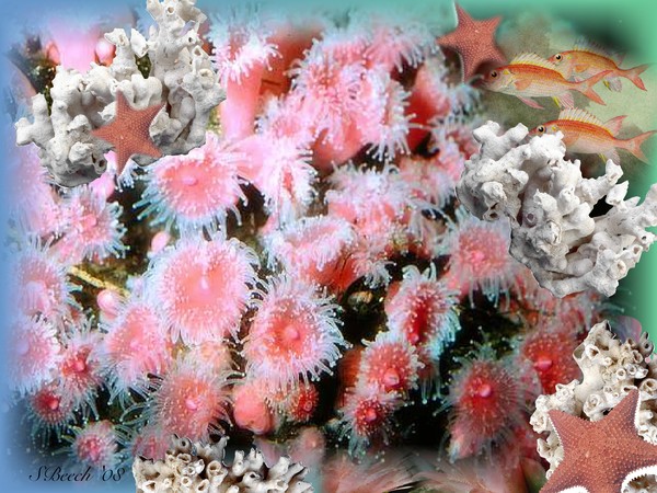 Pastel Sea