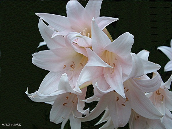 LILLIES