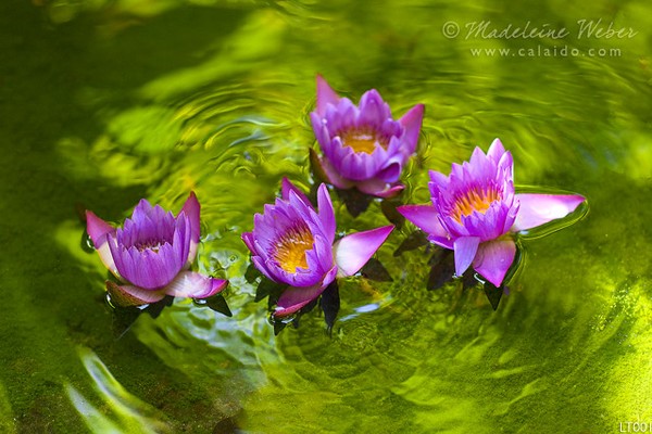 • Lotus Beauty