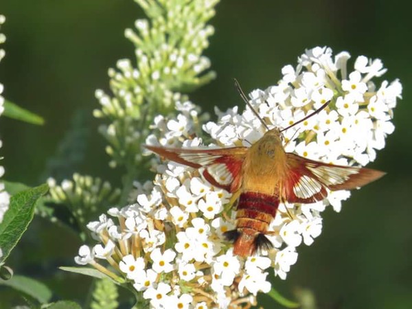 Humming moth