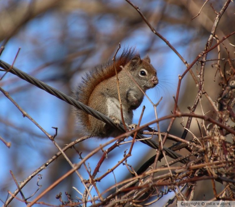 Red squirrel on a wire