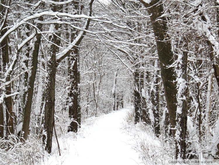 snow covered trail