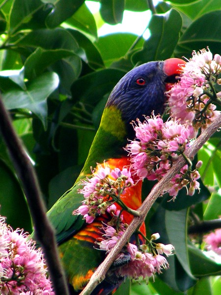 Lorikeet Lunching