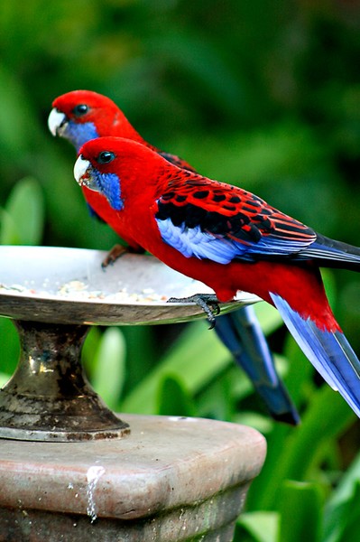 Eastern Rosellas