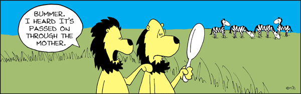 BALDING_LION