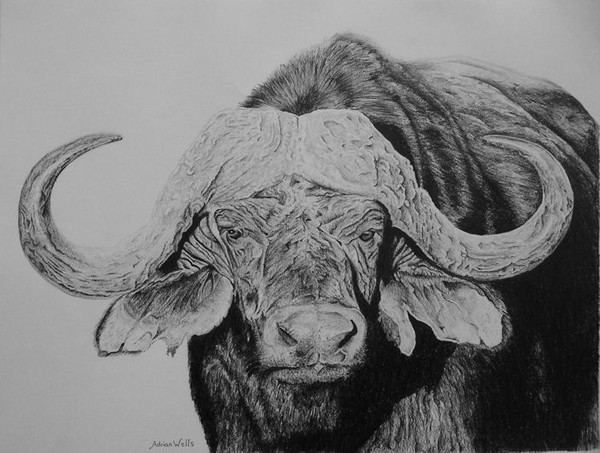 African Buffalo