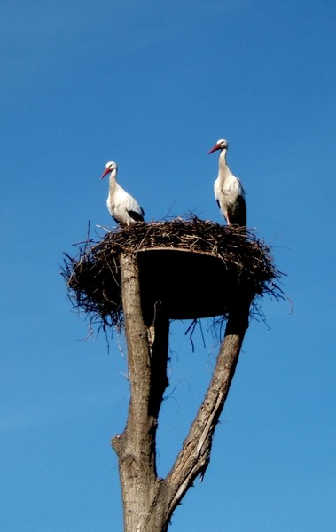 Storks