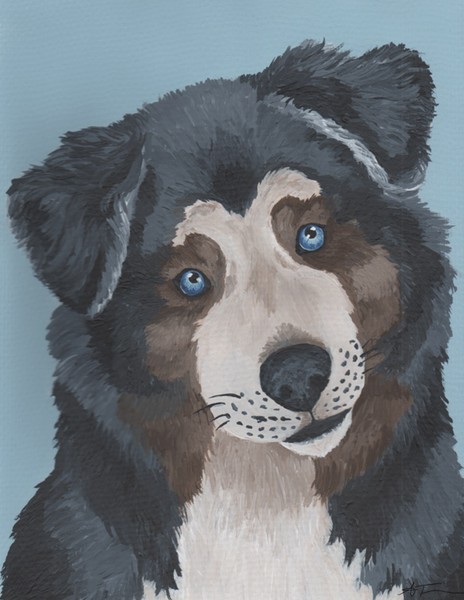 Australian Shepherd Dog