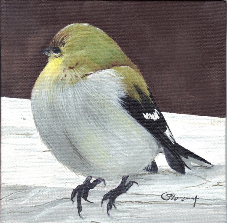 Mr Goldfinch