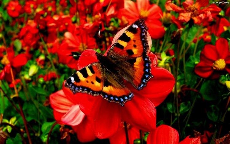 red red