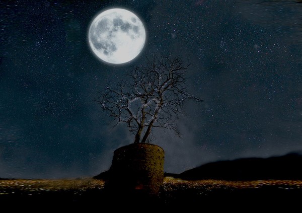 secret tree