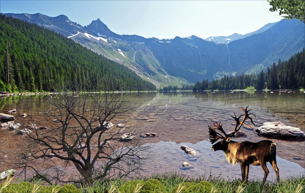 1179-Antlers in Alaska