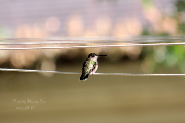 My sweet little Hummer