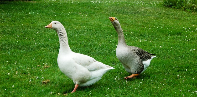 Follow the Leader