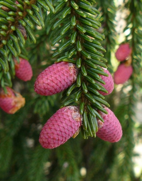 Pink cones
