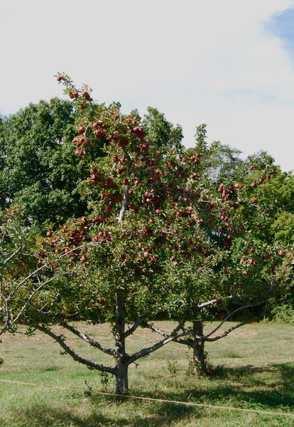 orchard trees