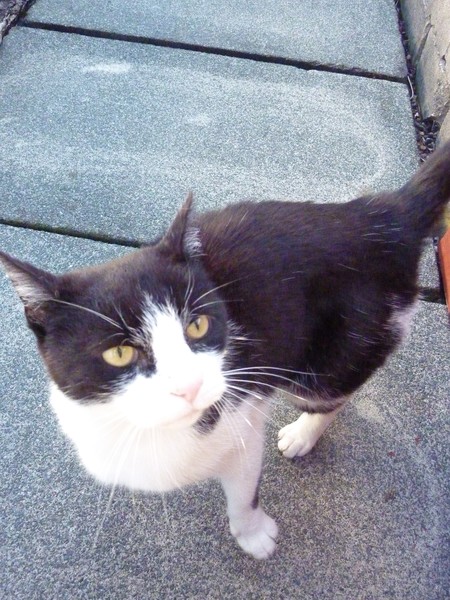 Cat1