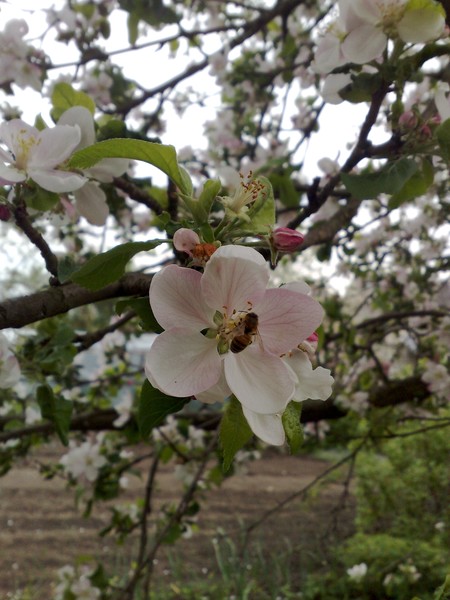 The Scent of Spring