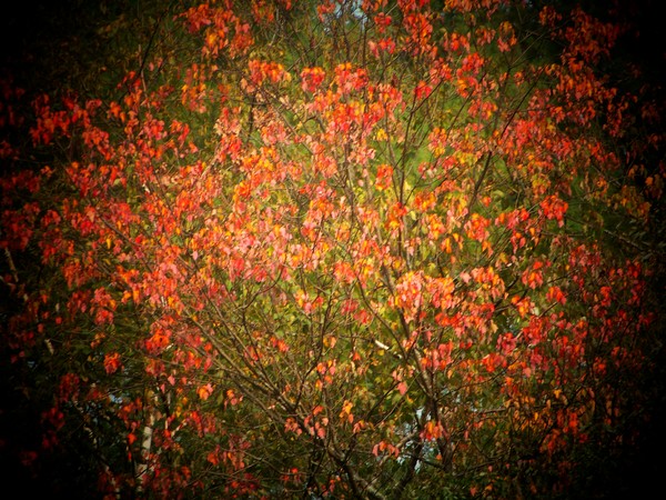 Autum Glow