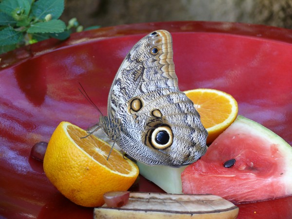 Butterfly 2