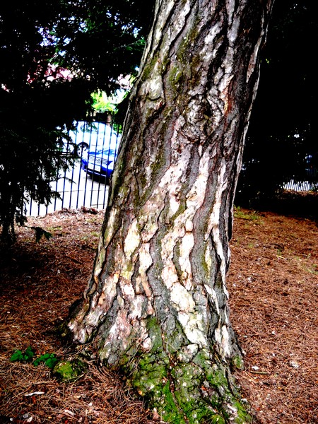 Trunk Textures