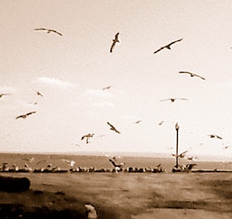 Circular Flight