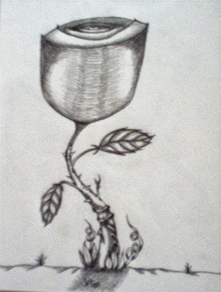 a rose