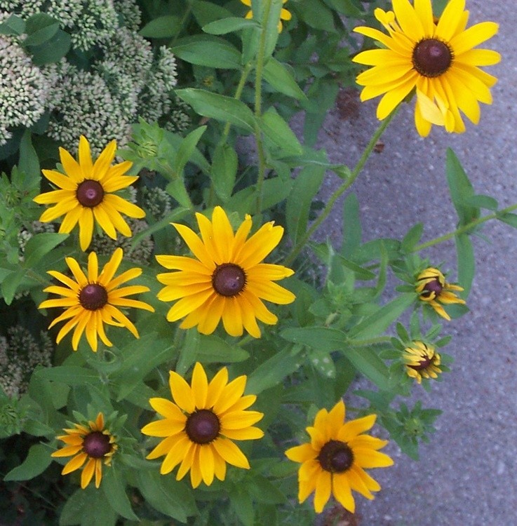 Black Eyed Yellow Daisies