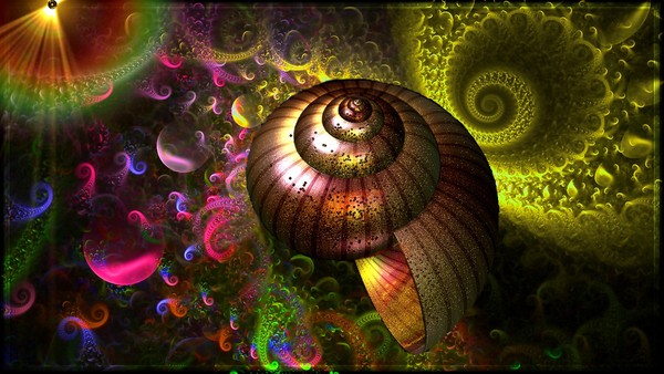 Every Shell Tells A Story