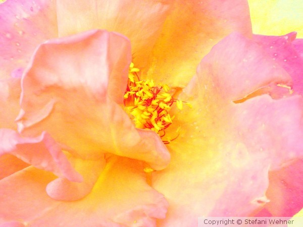 joyful pink