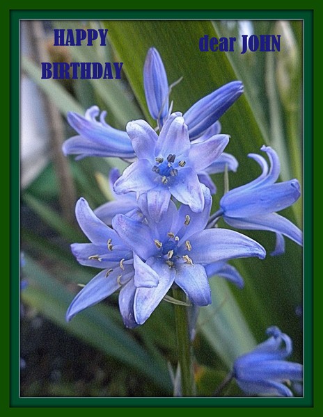 blue bells for John