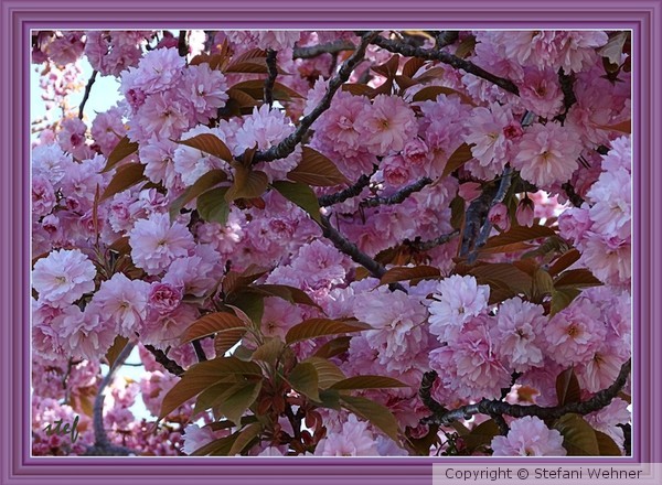 opulence of spring