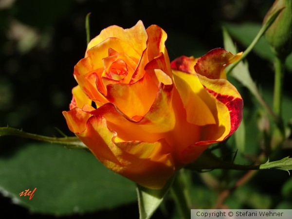 M(y)ai Rose