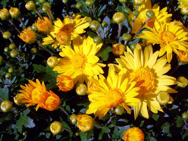 sunny greetings