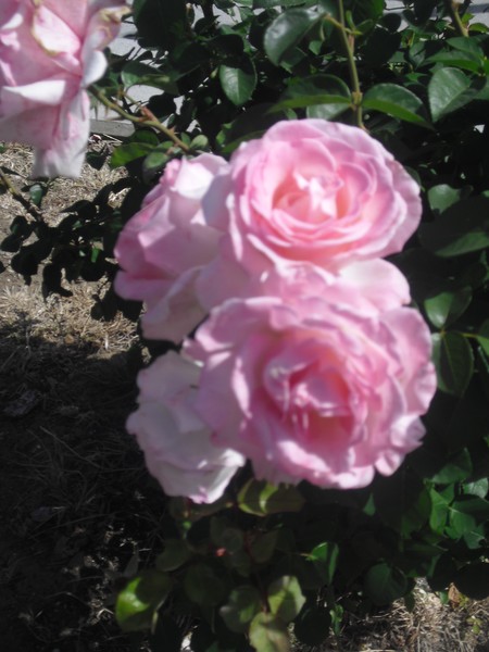 Picture Pink