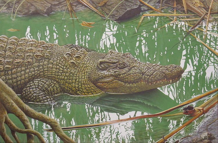 Saltwater Crocodile