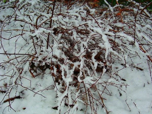 FRESH DECEMBER SNOW