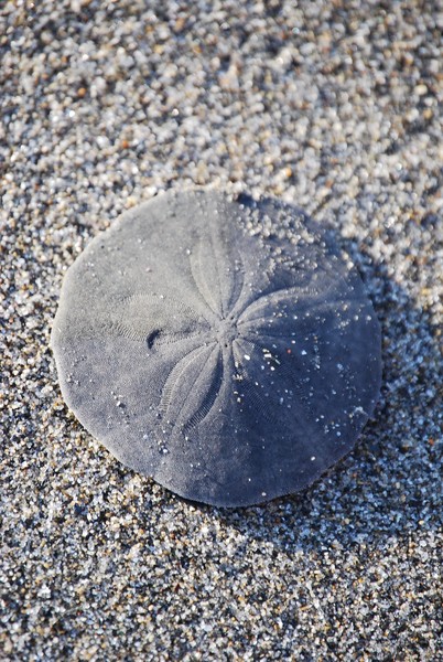 Sand dollar from maine