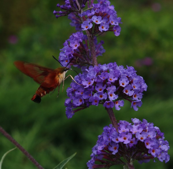 Hummingbird Moth on Butterfly Bush
