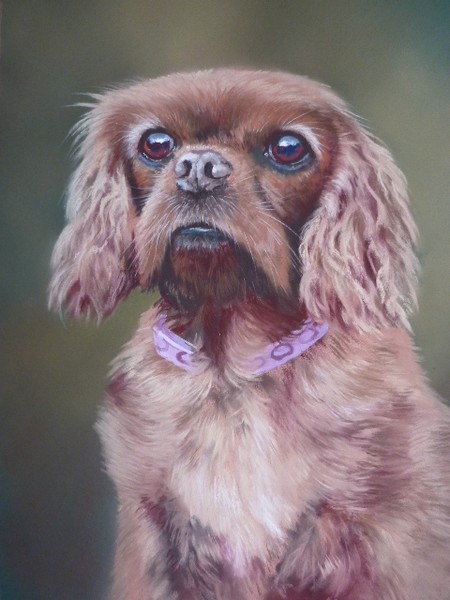 Cavalier King Charles Spaniel