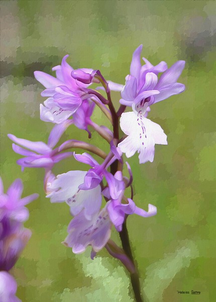 HC0049