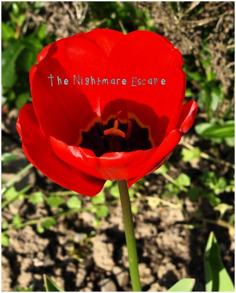 Plastic Flower