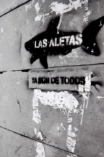 las aletas...ya son de todos 