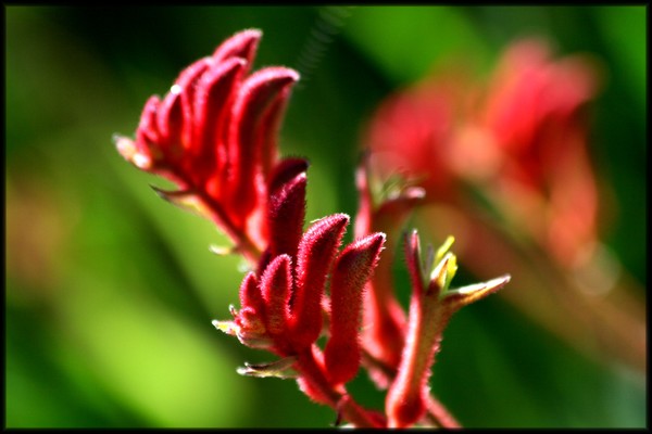 Kangaroo Paw